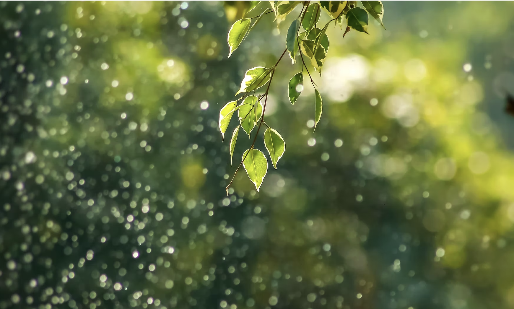 Blätter im Regen - Symbol für Reinigung und Erfrischung